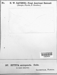 Eutypa micropuncta image